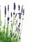 Hoe gebruik ik aromatherapie