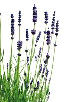 Hoe gebruik ik aromatherapie