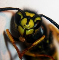 Hoe behandel ik een wespenbeet