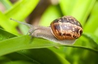 Hoe houd ik slakken uit mijn tuin