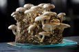 Hoe kweek ik eetbare paddenstoelen