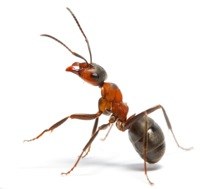 Hoe bestrijd ik mieren