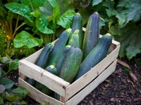 Hoe kweek ik courgettes