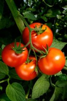 Hoe kweek ik tomaten