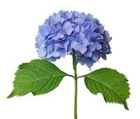 Hoe stek ik een hortensia